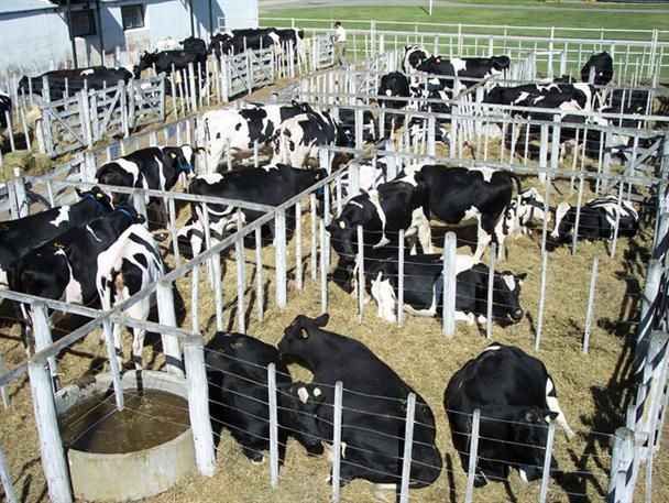Los tamberos aseguran que si continúa la crisis lechera «se podría perder el 50% de los tambos del país»