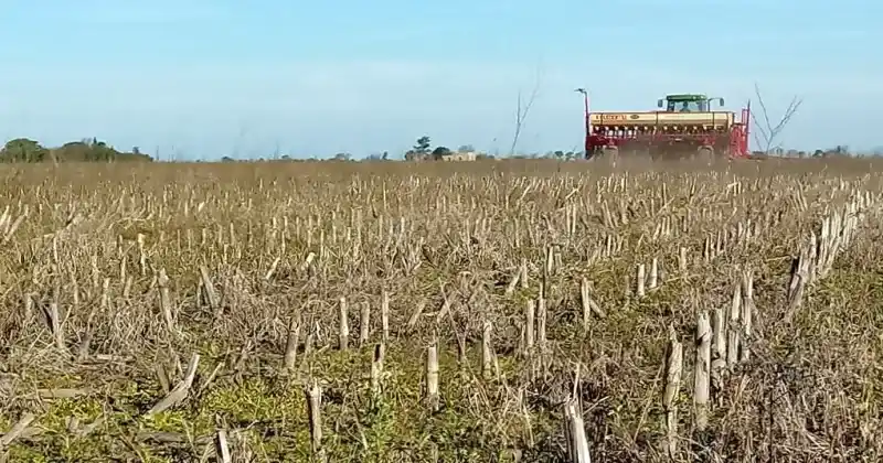Trigo en la zona núcleo: la siembra caería el 50% por la baja humedad del suelo