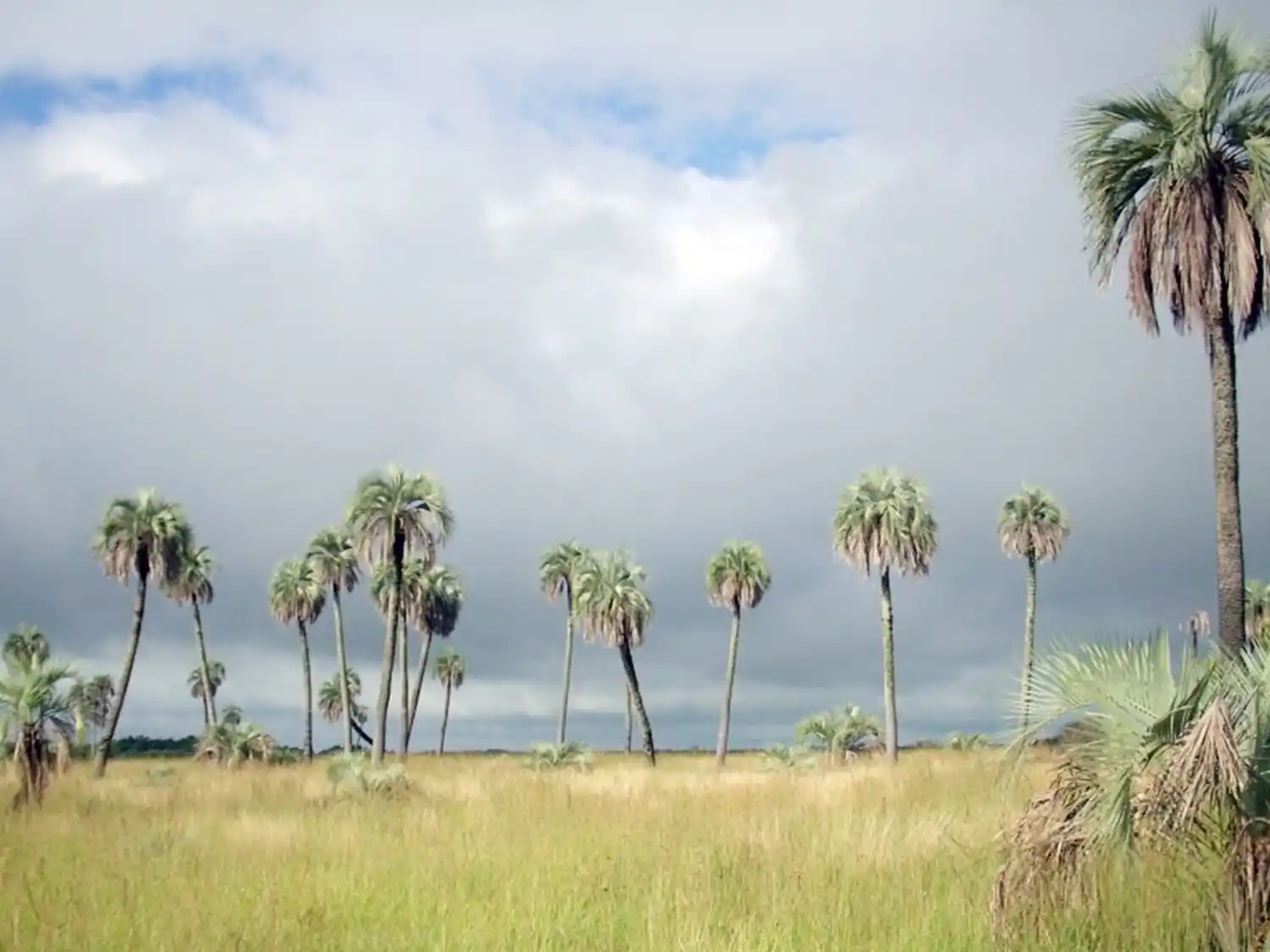Se creó el Área Natural Protegida Les Amis y se declaró a la Palmera Yatay como Monumento Natural