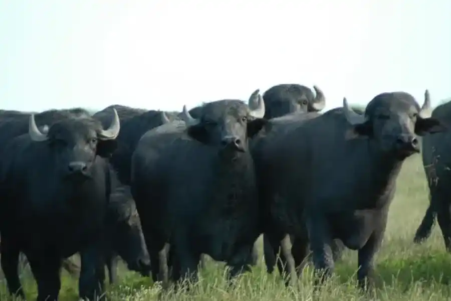 Llegó la carne de búfalo a Rafaela: ¿es una buena alternativa?