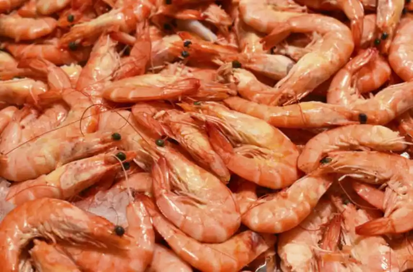 Investigación local convierte desechos de langostino en medicamentos