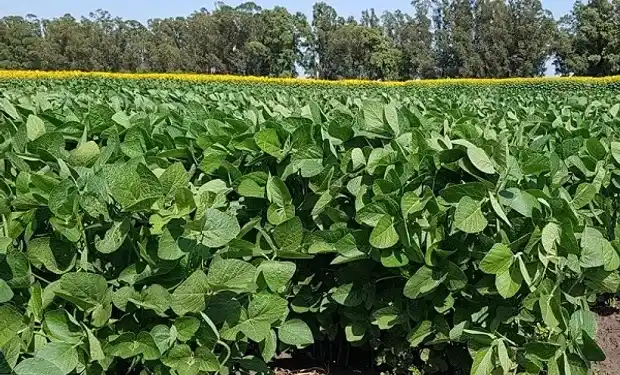 El “Niño” obliga al monitoreo para prevenir insectos y hongos