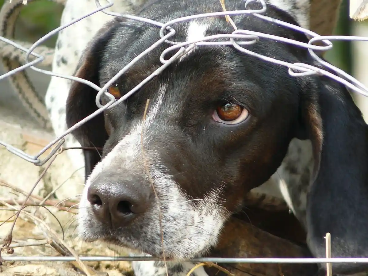 Avanza en Diputados un proyecto para endurecer penas por maltrato animal