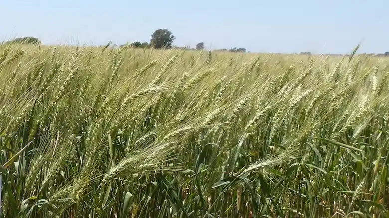 De compras: Ragt Semillas se quedó con el negocio de cebada maltera de Syngenta en todo el mundo