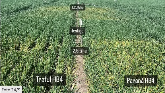 Recomendaciones para el diseño de la campaña de trigo 2025/26