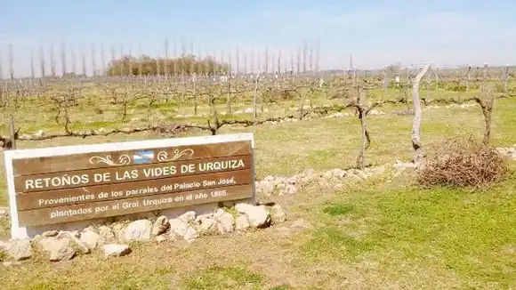 Después de 90 años,  la experimental del INTA Concordia vuelve  a investigar sobre vitivinicultura