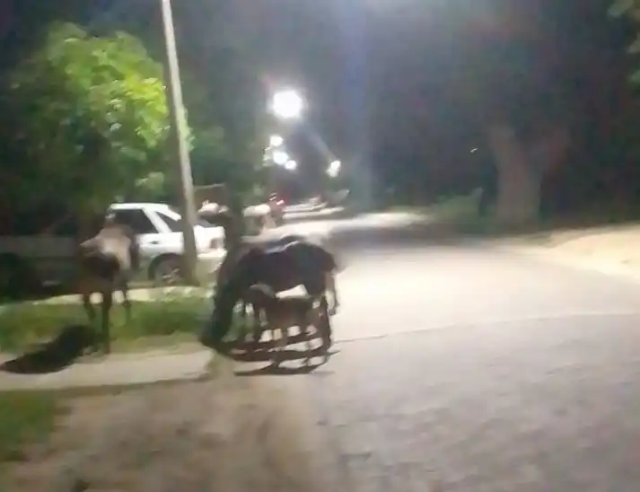 Caballos sueltos y de noche