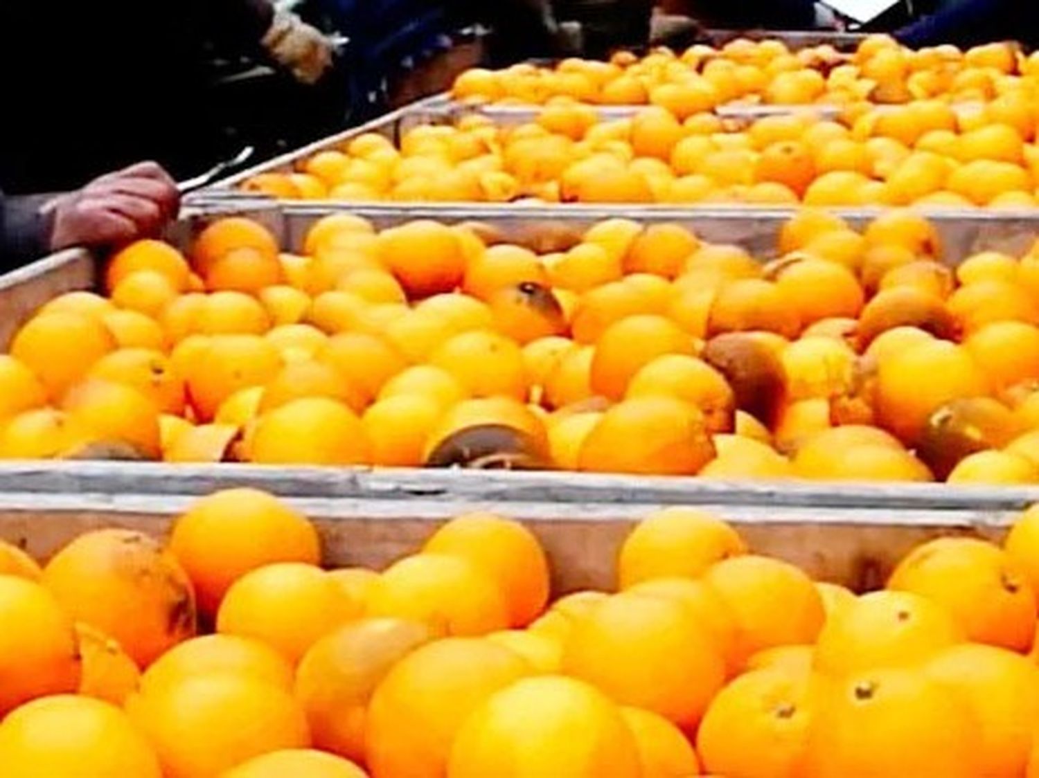 Senasa incrementó los controles sanitarios tras el hallazgo de 140 toneladas de naranjas ilegales