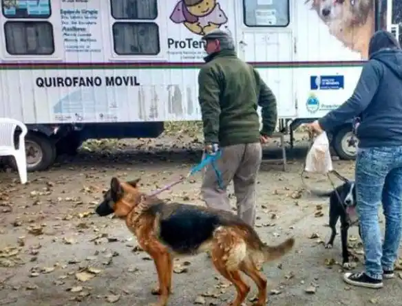 Castraciones de mascotas frente a la Delegación de Quequén