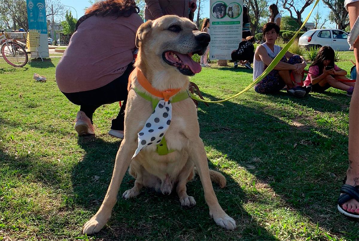 Perro adopcion