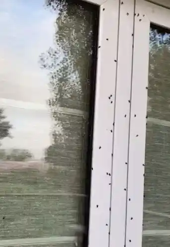 Vecina denuncia invasión de moscas en el barrio El Hornero