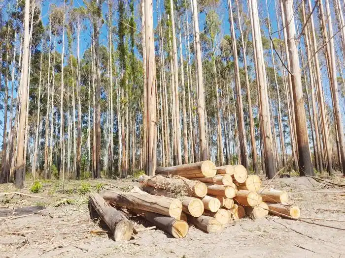  ¡Incendios Forestales, Prevención!  