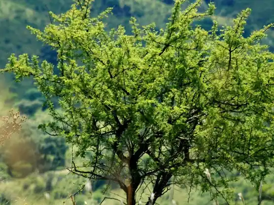 Convocatoria abierta para financiar proyectos de manejo y conservación del bosque nativo