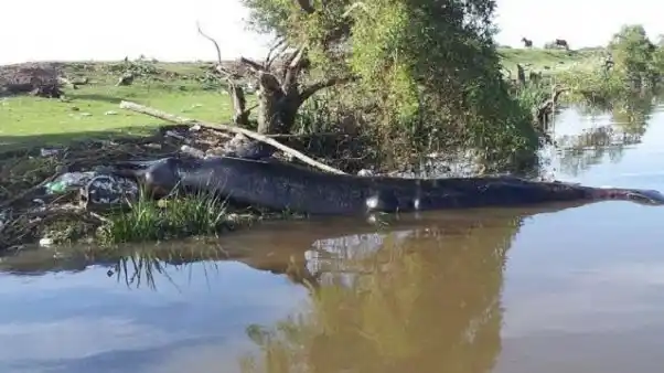 Encuentran ballena muerta en Berazategui
