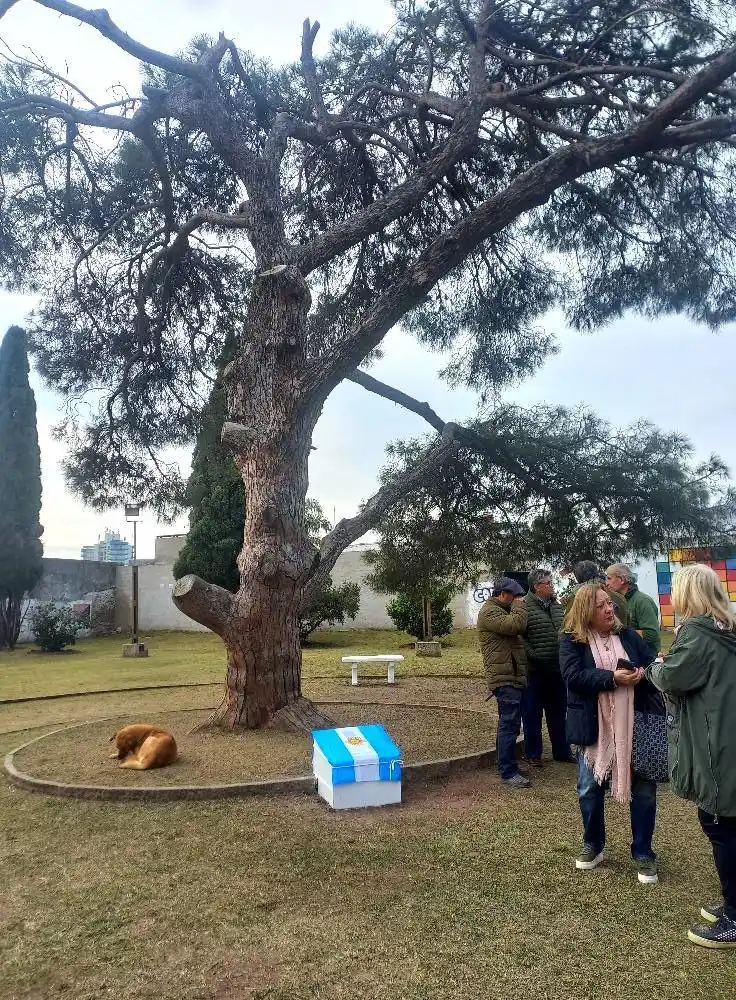 El retoño del Pino de San Lorenzo se encuentra en la Plazoleta ubicada frente a la escuela Normal
