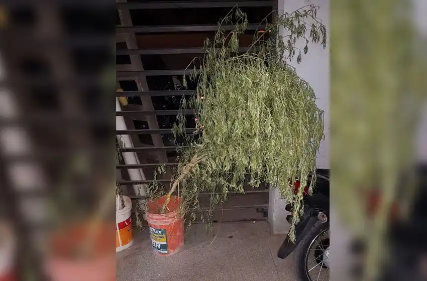 Tenía una planta de marihuana en una cámara frigorífica