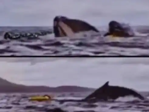 El momento en donde el joven es devorado por la ballena.