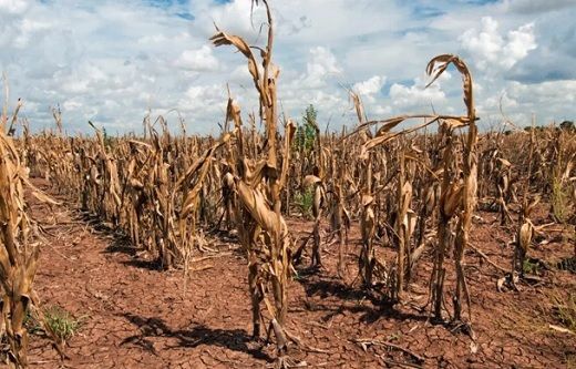 La sequía en Entre Ríos provocó pérdidas ganaderas por más de U$S492 millones