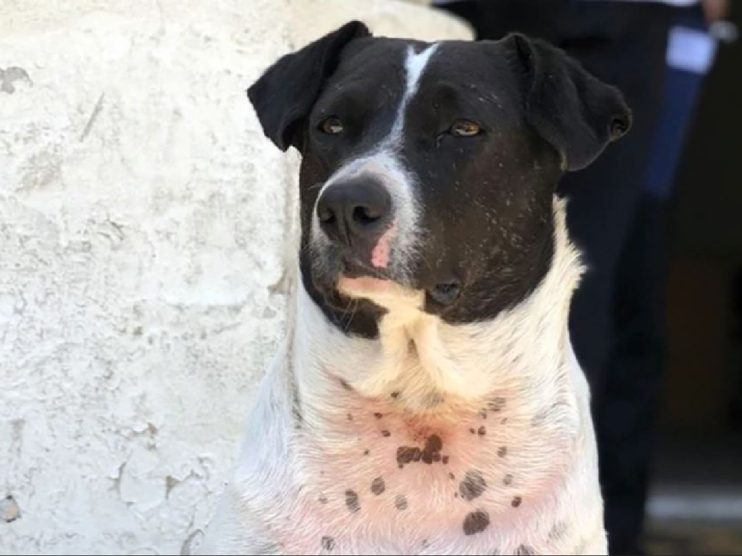 Perro vaca, el animal que “estafó” a todos en Rosario 