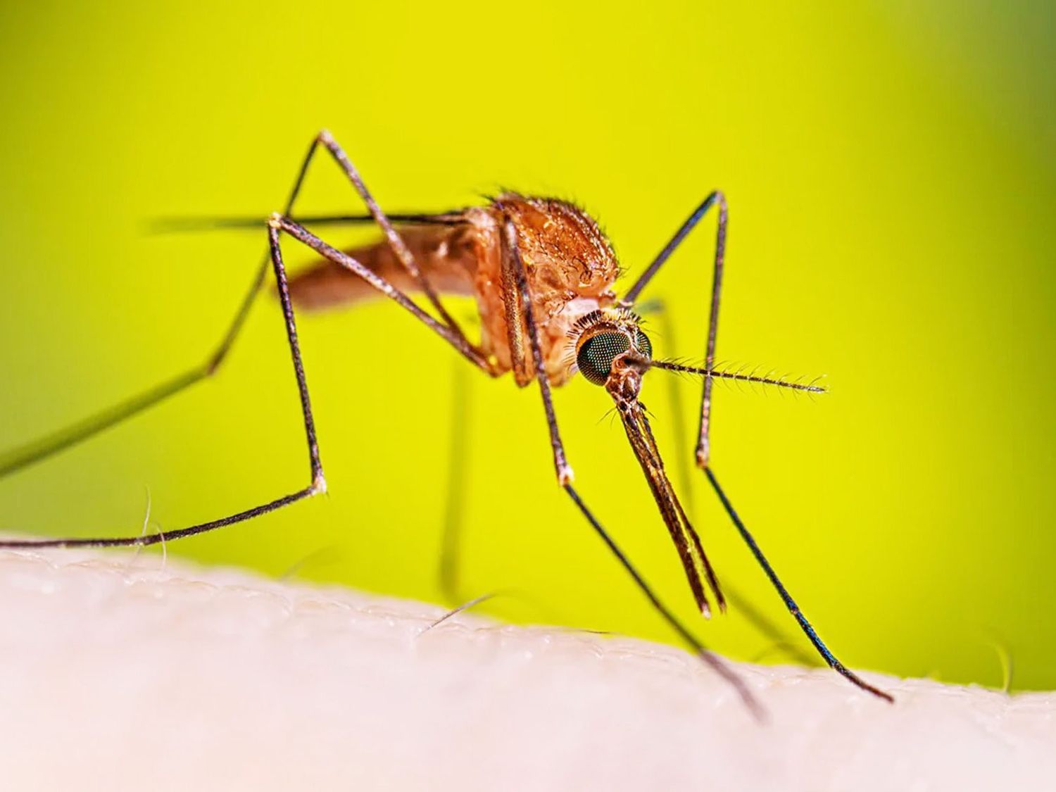 Explican diferencias entre el mosquito transmisor y el mosquito silvestre