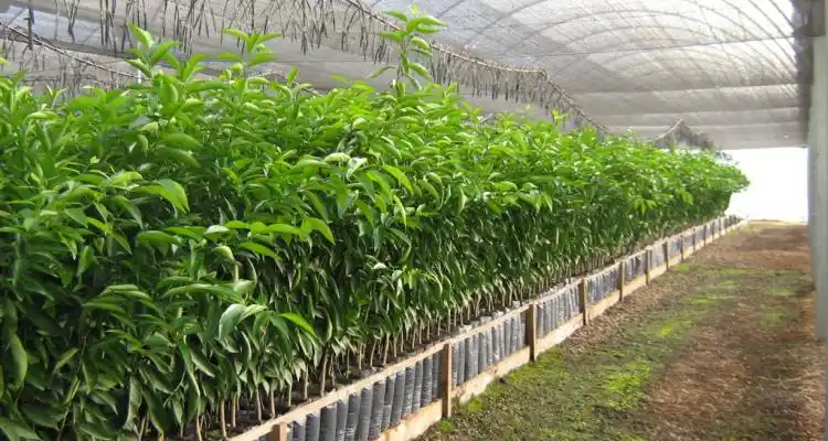 Jornada de capacitación sobre la producción de cítricos bajo cubierta
