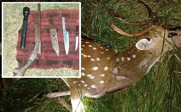 Detuvieron a un sujeto con una escopeta, cuchillos y cerca de 80 kilos de ciervo