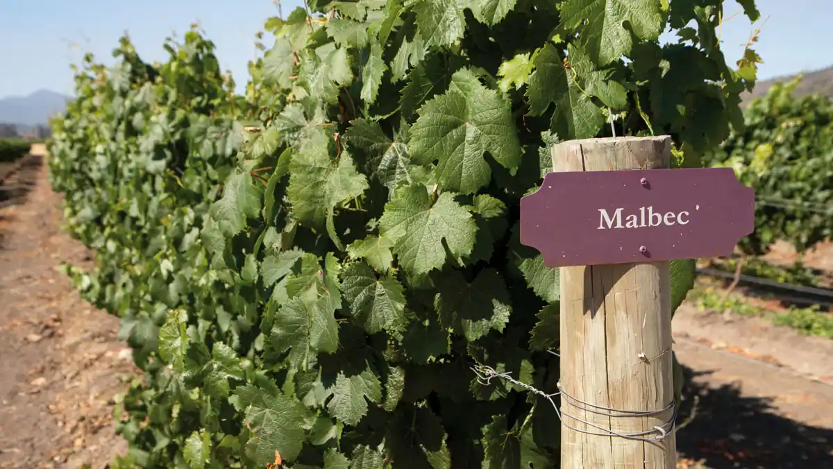 Fiesta del Malbec en la “Cuna de la Bandera”