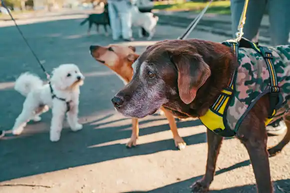 "Tu mascota héroe": una campaña para que perros y gatos donen sangre, y a cambio reciban beneficios