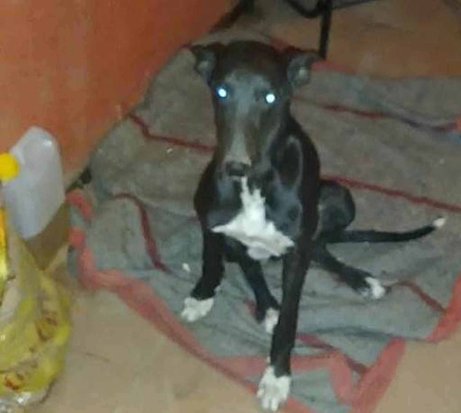 Buscan a perrita robada