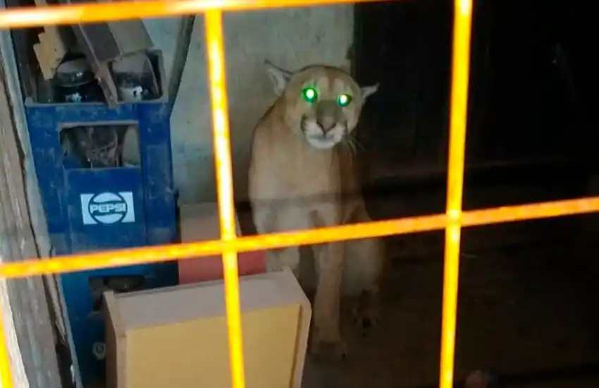 Video: gran susto en un barrio de Casilda por un puma suelto