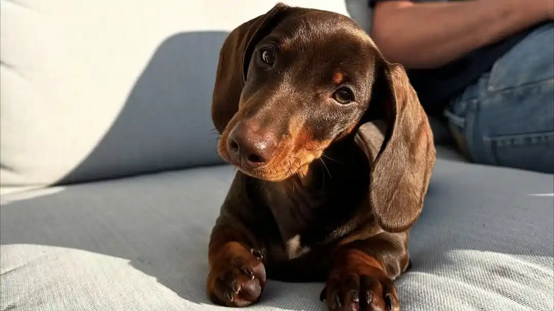 Para cachorros, las desparasitaciones suelen ser mucho más frecuentes porque son más vulnerables a los parásitos.