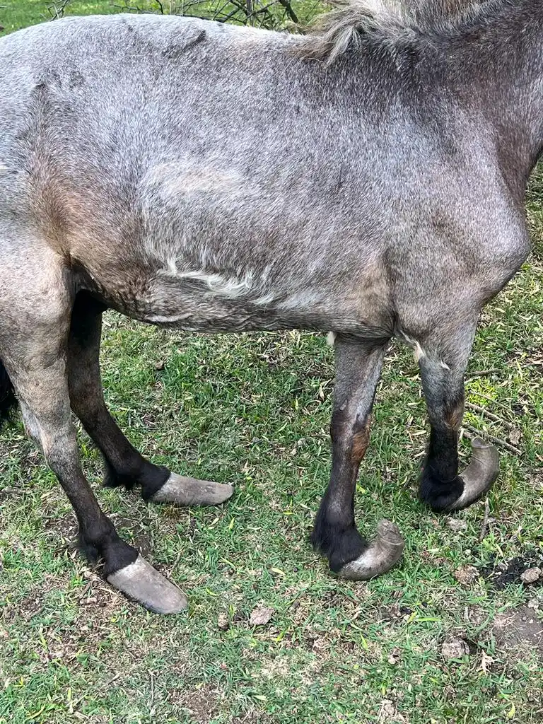 Brigada Abigeato Colón recupera otro equino en mal estado