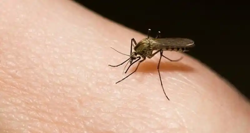 Alarmante: Ya hay 16 mil casos de dengue en el país