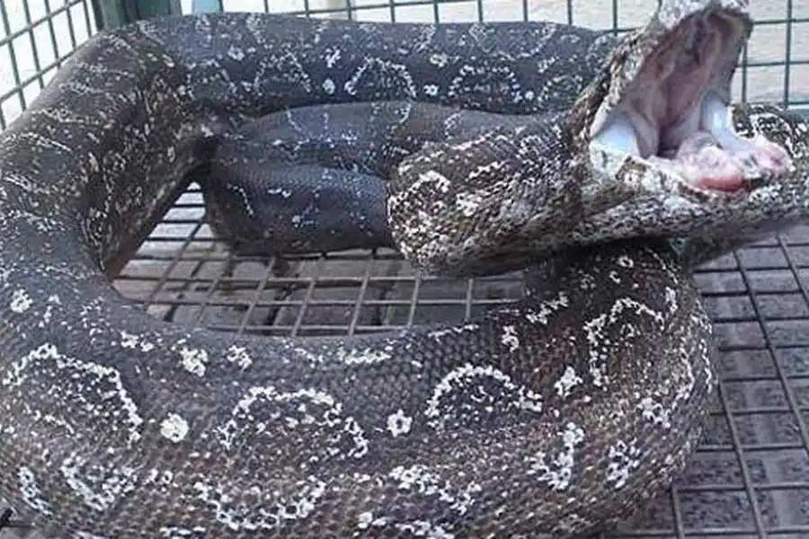 Maravillosa jugada: se hicieron pasar por compradores y rescataron una lampalagua que vendían por Internet