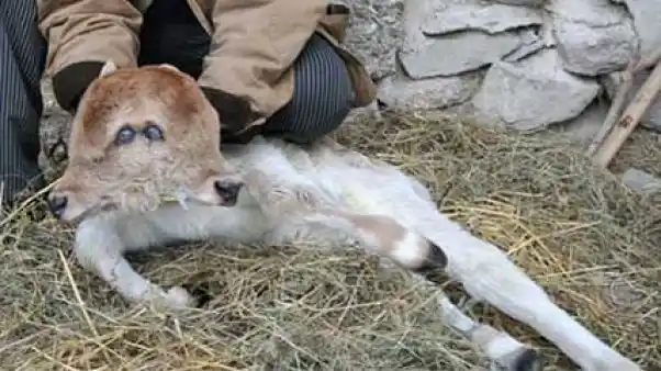 Una vaca dio a luz a un ternero de dos cabezas