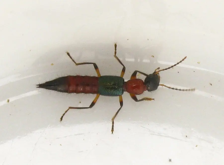 Paederus Irritans: Cómo aparecieron grandes cantidades de estos insectos