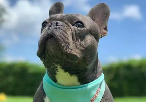 ¡JUSTICIA PARA ANAKIN! Esta empresa estaría implicada en la muerte de una mascota