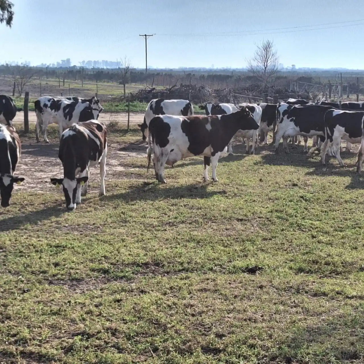 “No es posible que una pañalera esté bancando un tambo”, manifestó Coggiola