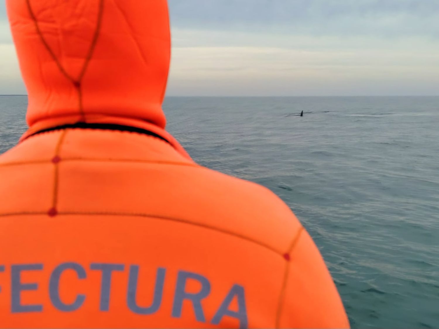 Prefectura recuerda medidas de protección para ballenas avistadas en cercanías a zonas balnearias