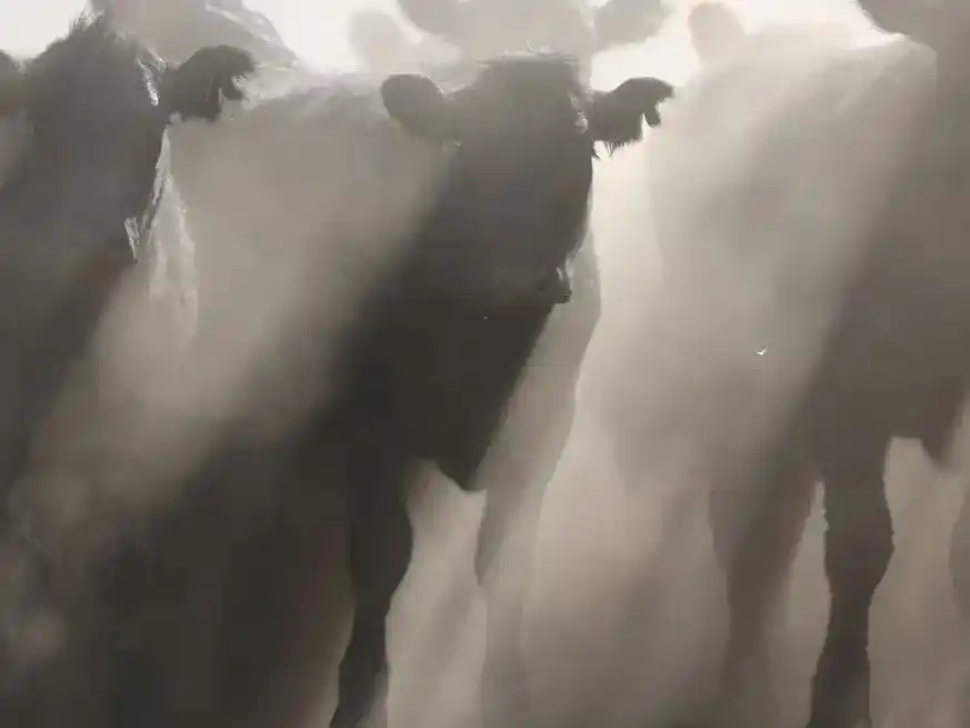 Menos livianos, más novillos pesados: el mercado ganadero inicia un cambio histórico.