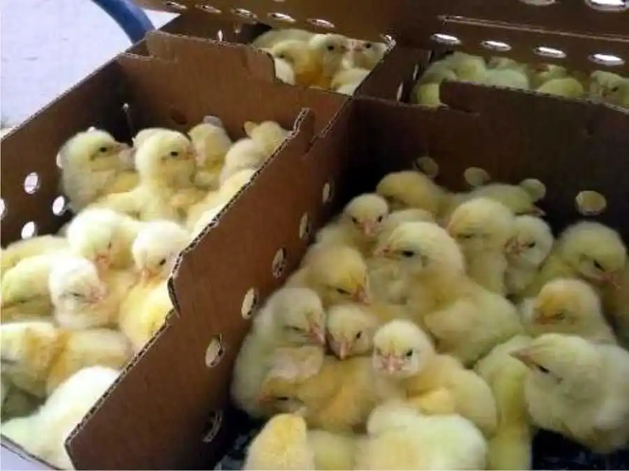 Pollitos en el baúl: Interviene SENASA por transporte irregular de aves