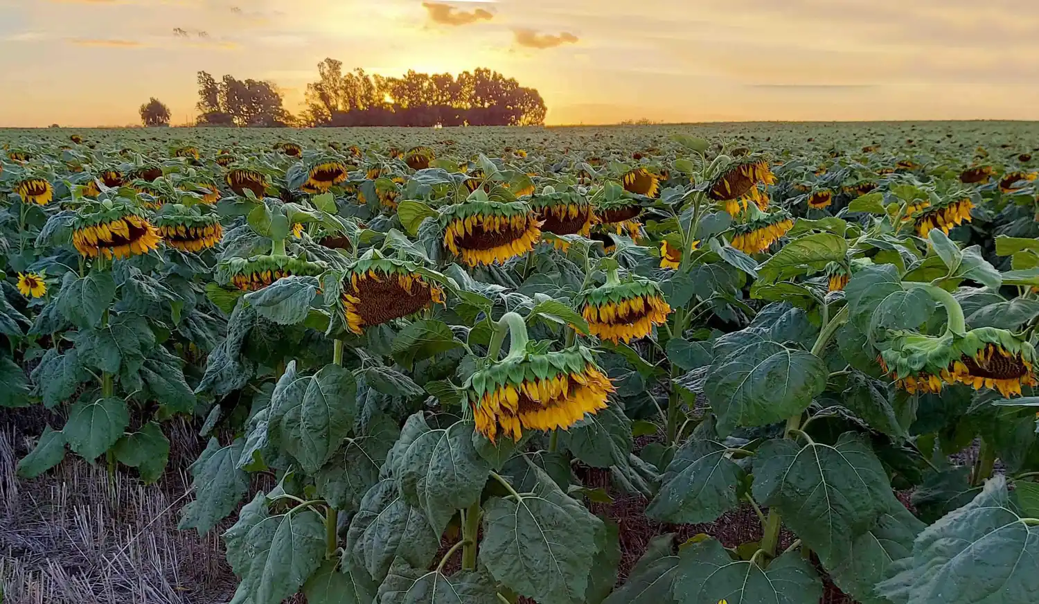 ¿Por qué gana hectáreas en el sur bonaerense el girasol de segunda?