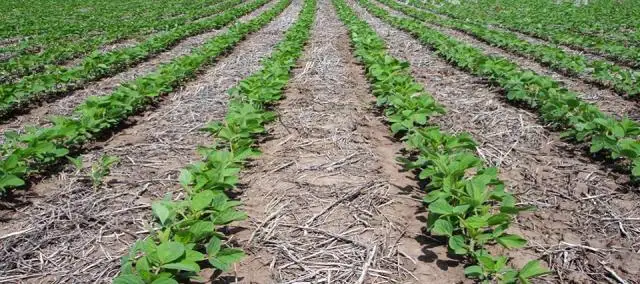 La Agricultura en directa dejo de ser sustentable