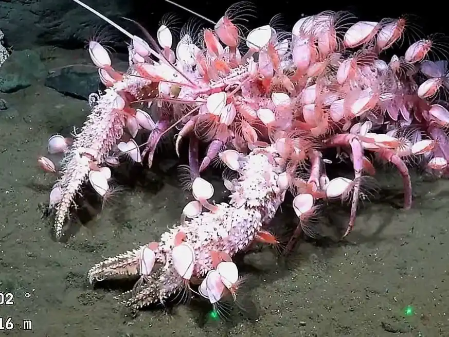 Comenzó una nueva expedición científica en el mar del Uruguay. Crédito: @gatalansky