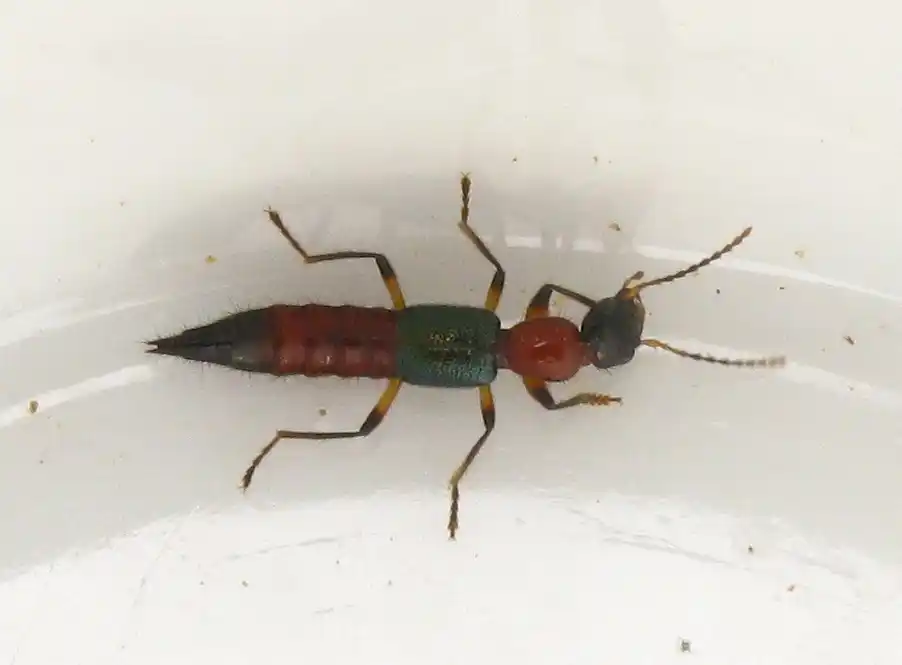 Paederus Irritans: Cómo aparecieron grandes cantidades de estos insectos