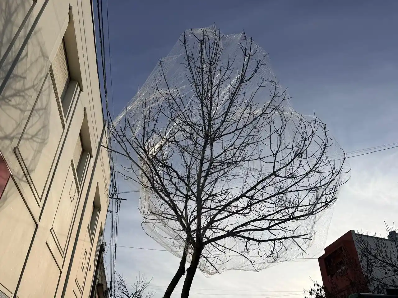 Instalaron más redes "antipájaros" en árboles del centro para reducir la concentración de aves