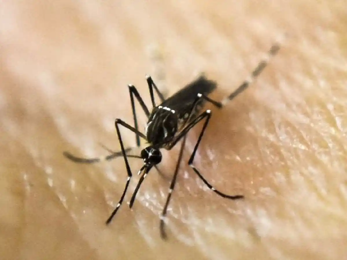 Dos hombres fallecieron por dengue en CABA y el país llegó a 35 muertos