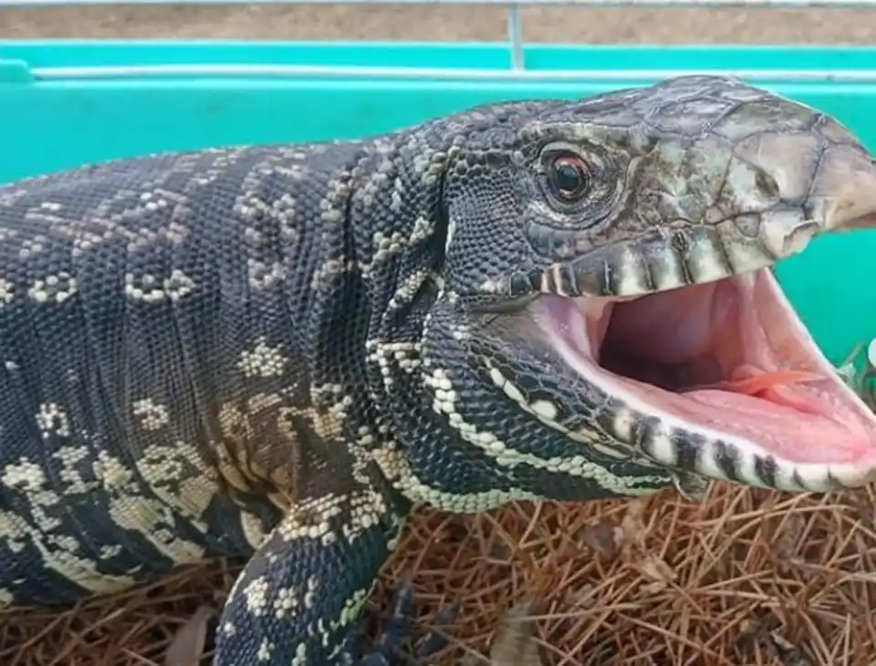 Apareció un lagarto overo en el centro de Tandil y lo llevaron a las Sierras