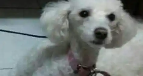 Buscan a Nina
