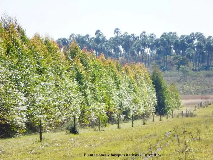 Marco legislativo forestal para productores de nuestra provincia
